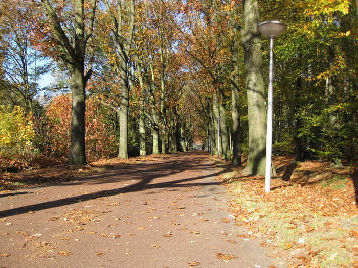 Driehoeksbos