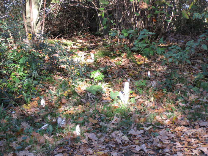 Mushrooms fruiting